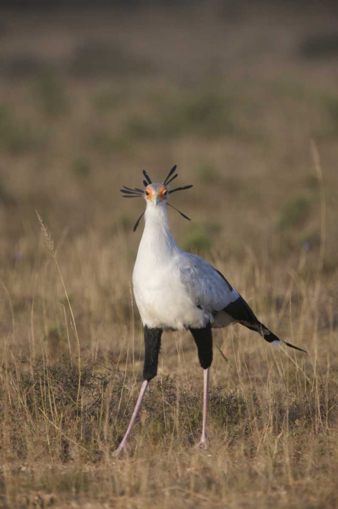 South Port Elizabeth A secretary bird portrait